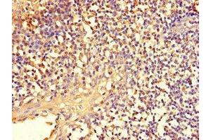 Immunohistochemistry of paraffin-embedded human tonsil tissue using ABIN7151671 at dilution of 1:100 (NFE2L1 Antikörper  (AA 251-550))