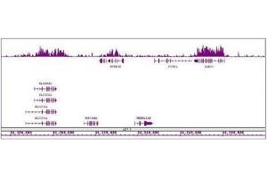 Histone H3K27me1 antibody (mAb) tested by ChIP-Seq.