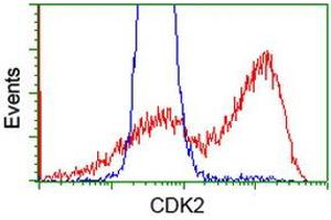 HEK293T cells transfected with either RC200494 overexpress plasmid (Red) or empty vector control plasmid (Blue) were immunostained by anti-CDK2 antibody (ABIN2454606), and then analyzed by flow cytometry. (CDK2 Antikörper)