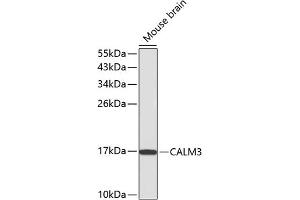 Western blot analysis of extracts of mouse brain, using C antibody (ABIN3021589, ABIN3021590, ABIN3021591 and ABIN6215299). (Calmodulin 3 Antikörper  (AA 1-100))