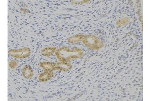 ABIN6276793 at 1/100 staining Human uterus tissue by IHC-P. (IL-7 Antikörper  (C-Term))
