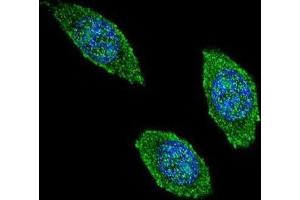 Immunofluorescence (IF) image for anti-Colony Stimulating Factor 2 (Granulocyte-Macrophage) (CSF2) antibody (ABIN2995782) (GM-CSF Antikörper)