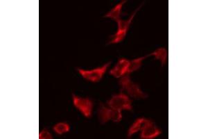 ABIN6274129 staining HeLa by IF/ICC. (TUSC2 Antikörper  (Internal Region))
