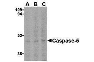 Western Blotting (WB) image for anti-Caspase 5, Apoptosis-Related Cysteine Peptidase (CASP5) (N-Term) antibody (ABIN1031298) (CASP5 Antikörper  (N-Term))