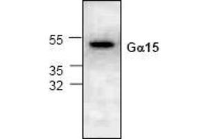 Western blot analysis of G Protein alpha 15 expression in 3T3 cell lysate.