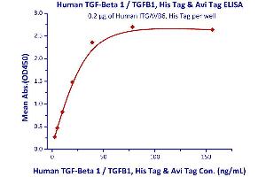 Immobilized Human ITGAVB6, His Tag  can bind Human TGF-Beta 1 / TGFB1, His Tag & Avi Tag with a linear range of 2-39 ng/mL.