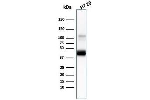 Western Blot Analysis of human HT29 cell lysate usingCK20 Mouse Monoclonal Antibody (KRT20/3145). (KRT20 Antikörper  (AA 196-323))