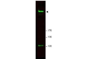 Image no. 1 for anti-RAP1 Interacting Factor Homolog (RIF1) (AA 2406-2419) antibody (ABIN401303) (RIF1 Antikörper  (AA 2406-2419))