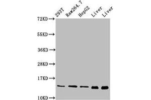 Western Blot Positive WB detected in: 293T whole cell lysate, RAW264. (PIN4 Antikörper  (AA 1-131))