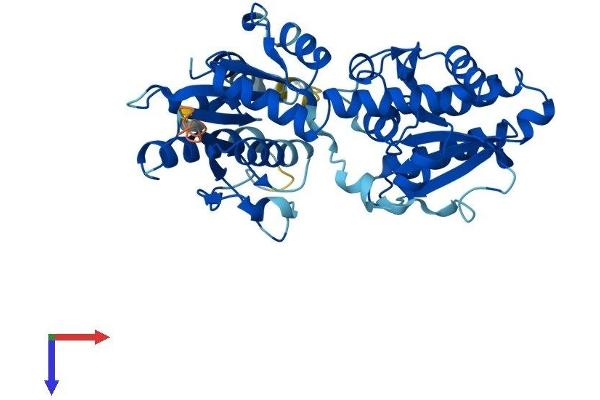 ALG2 Protein (AA 1-416) (His tag)