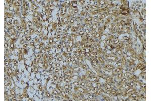 ABIN6273023 at 1/100 staining Mouse kidney tissue by IHC-P. (UQCRB Antikörper  (N-Term))
