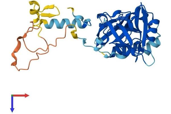 SDCBP2 Protein (AA 1-292) (His tag)