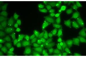 Immunofluorescence analysis of HeLa cells using EIF3E Polyclonal Antibody (EIF3E Antikörper)