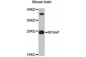 Western blot analysis of extracts of mouse brain, using RFXAP antibody (ABIN5998694) at 1:3000 dilution.