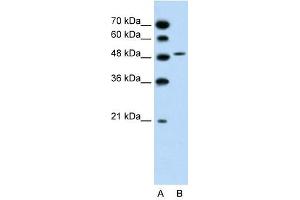 SLC10A5 antibody used at 1. (SLC10A5 Antikörper)