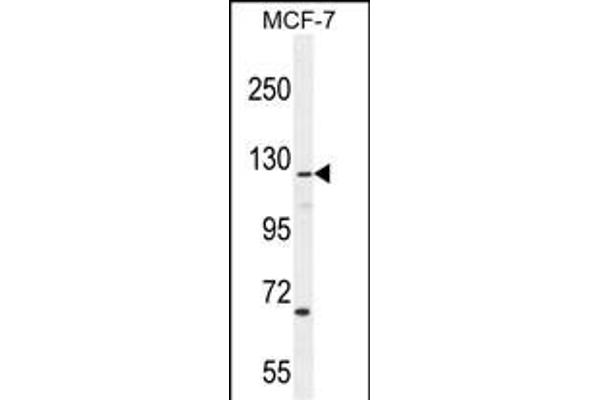 CASKIN2 Antikörper  (AA 714-741)
