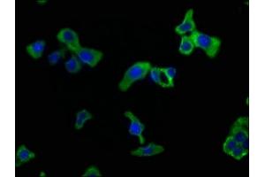Immunofluorescence staining of HepG2 cells with ABIN7146046 at 1:50, counter-stained with DAPI. (CLEC1A Antikörper  (AA 66-316))