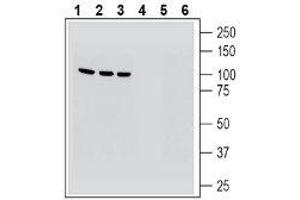Western blot analysis of human HepG2 hepatocarcinoma cell line lysate (lanes 1 and 4), human Jurkat T-cell leukemia cell line lysate (lanes 2 and 5) and human THP-1 monocytic leukemia cell line lysate (lanes 3 and 6): - 1-3. (MAGT1 Antikörper  (Extracellular, N-Term))