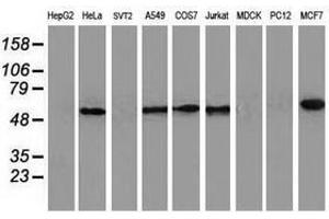 Image no. 2 for anti-Calcium Binding and Coiled-Coil Domain 2 (CALCOCO2) antibody (ABIN1497076) (CALCOCO2 Antikörper)