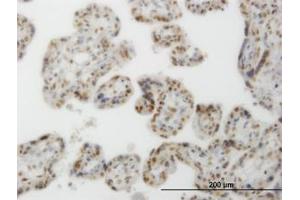 Image no. 1 for anti-CLK3 (CLK3) (AA 36-136) antibody (ABIN598615) (CLK3 Antikörper  (AA 36-136))