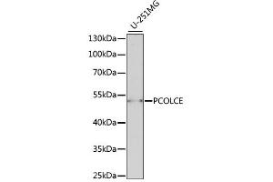 Western blot analysis of extracts of U-251MG cells, using PCOLCE antibody (ABIN6292542) at 1:1000 dilution. (PCOLCE Antikörper)