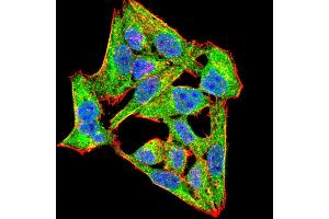Immunofluorescence analysis of Hela cells using NOX4 mouse mAb (green). (NADPH Oxidase 4 Antikörper  (AA 210-310))