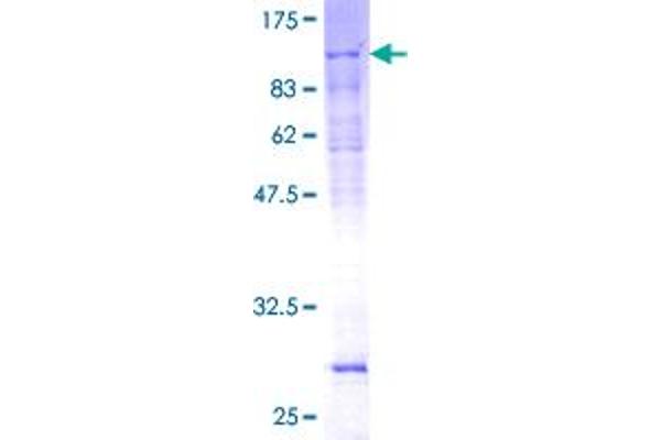 GTF2H1 Protein (AA 1-548) (GST tag)