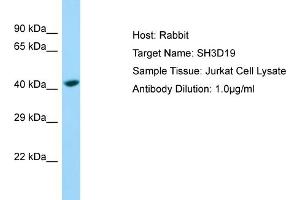 Host: Rabbit Target Name: SH3D19 Sample Type: Jurkat Whole Cell lysates Antibody Dilution: 1. (SH3D19 Antikörper  (C-Term))