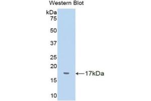 Western Blotting (WB) image for anti-Transthyretin (TTR) (AA 20-147) antibody (ABIN1078615) (TTR Antikörper  (AA 20-147))
