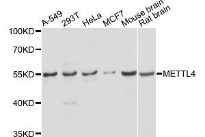 Western blot analysis of extracts of various cell lines, using METTL4 antibody. (METTL4 Antikörper)