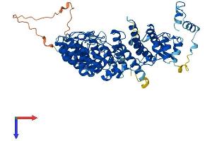 FEM1A Protein (AA 1-654) (His tag)