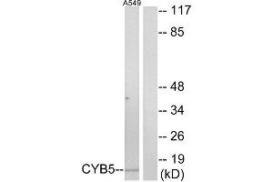 Western Blotting (WB) image for anti-Cytochrome b5 (CYTB5) (Internal Region) antibody (ABIN1850420) (Cytochrome b5 (CYTB5) (Internal Region) Antikörper)