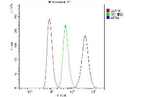 Flow Cytometry analysis of Raji cells using anti-ARSA antibody (ABIN5692787). (Arylsulfatase A Antikörper  (C-Term))