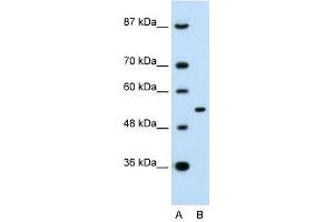 APBA1 antibody (70R-10555) used at 0. (APBA1 Antikörper  (N-Term))