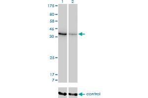 Western blot analysis of AKR1D1 over-expressed 293 cell line, cotransfected with AKR1D1 Validated Chimera RNAi (Lane 2) or non-transfected control (Lane 1).