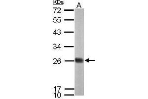 WB Image Sample (50 ug of whole cell lysate) A: mouse brain 12% SDS PAGE antibody diluted at 1:1000