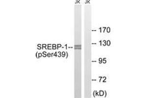 Western blot analysis of extracts from Jurkat cells treated with TNF 20ng/ml 30', using SREBP-1 (Phospho-Ser439) Antibody. (SREBF1 Antikörper  (pSer439))