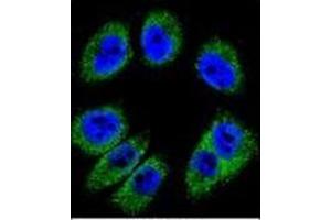 Confocal immunofluorescent analysis of Periostin Antibody (C-term) Cat. (Periostin Antikörper  (C-Term))