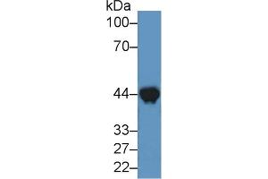 Western Blotting (WB) image for anti-Creatine Kinase, Muscle (CKM) (AA 11-367) antibody (ABIN7431053)