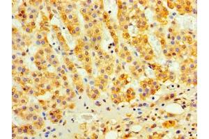 Immunohistochemistry of paraffin-embedded human adrenal gland tissue using ABIN7174912 at dilution of 1:100 (C9orf163 Antikörper  (AA 1-203))