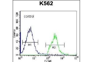 HIST1H2BL Antibody (N-term) (ABIN656638 and ABIN2845883) flow cytometric analysis of K562 cells (right histogram) compared to a negative control cell (left histogram). (Histone 2b (HIST1H2BL) (AA 1-30), (N-Term) Antikörper)