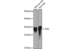 Western blot analysis of extracts of various cell lines, using PDC Rabbit pAb (ABIN7269269) at 1:1000 dilution. (Phosducin Antikörper  (AA 1-246))