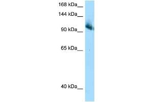 WB Suggested Anti-Cul4b AntibodyTitration: 1. (Cullin 4B Antikörper  (C-Term))
