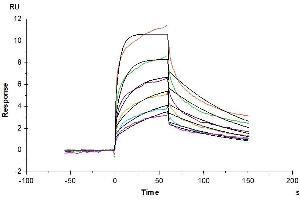 Surface Plasmon Resonance (SPR) image for butyrophilin, Subfamily 2, Member A1 (BTN2A1) (AA 29-248) protein (His tag) (ABIN7274003)
