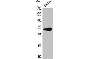 Western Blot analysis of HeLa cells using CD85f Polyclonal Antibody.