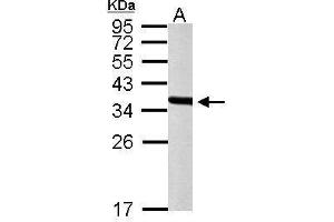 PEX19 Antikörper