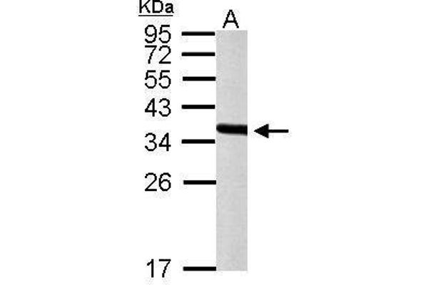 PEX19 Antikörper