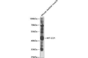 Western blot analysis of extracts of mouse skeletal muscle, using MT-CO1 antibody (ABIN6134141, ABIN6138905, ABIN6138906 and ABIN6223433) at 1:1000 dilution. (COX1 Antikörper  (C-Term))