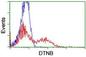 HEK293T cells transfected with either RC203798 overexpress plasmid (Red) or empty vector control plasmid (Blue) were immunostained by anti-DTNB antibody (ABIN2455577), and then analyzed by flow cytometry. (Dystrobrevin beta Antikörper)