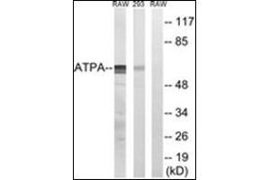 Western blot analysis of extracts from 293/RAW264. (MT-ATP6 Antikörper  (Subunit alpha))